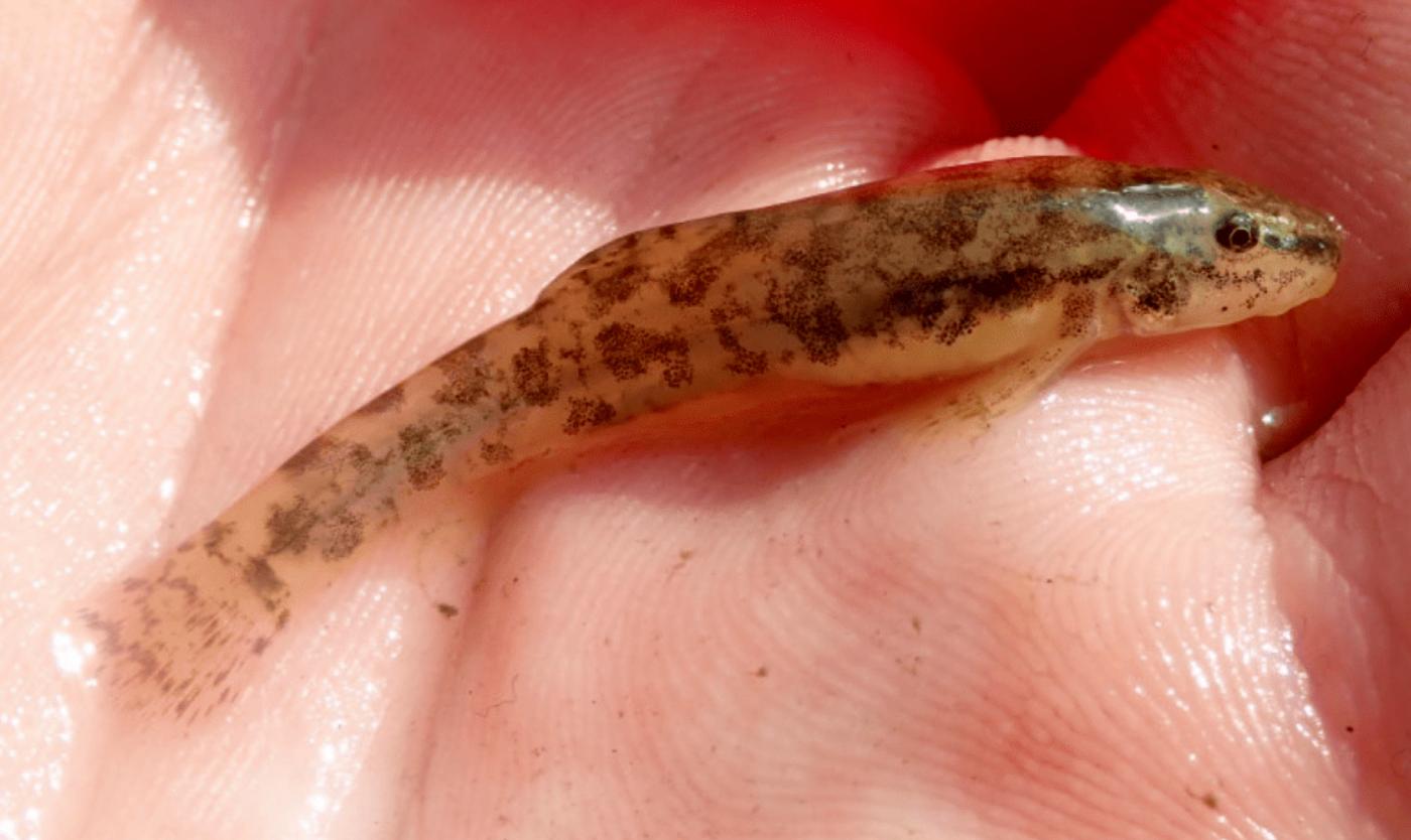 2022_Living Campus Walk_Een mysterie om uit te vissen_Bermpje_VUB