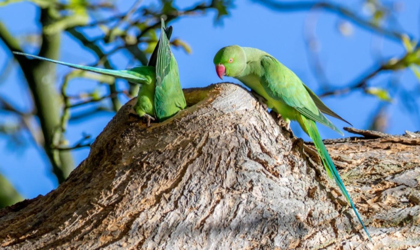 Book Review: Naturalized Parrots of the World - BirdLife International
