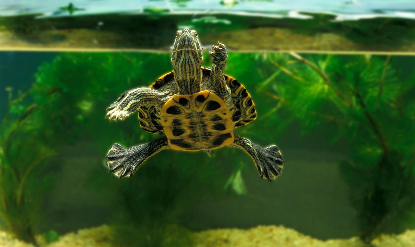 2022_Living Campus Walk_Waterschildpad_S_1647332572