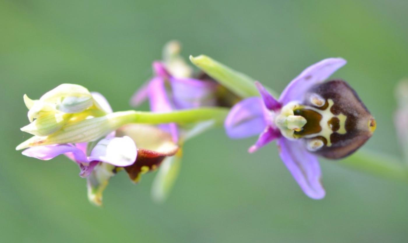 2022_Living Campus Walk_Wespenorchis _Etterbeek_VUB