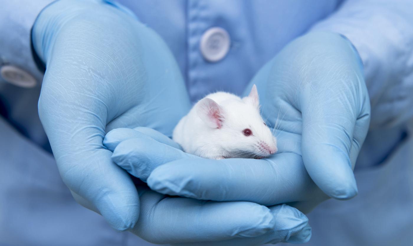 Welzijn dierproeven muis Welzijn dierproeven muis