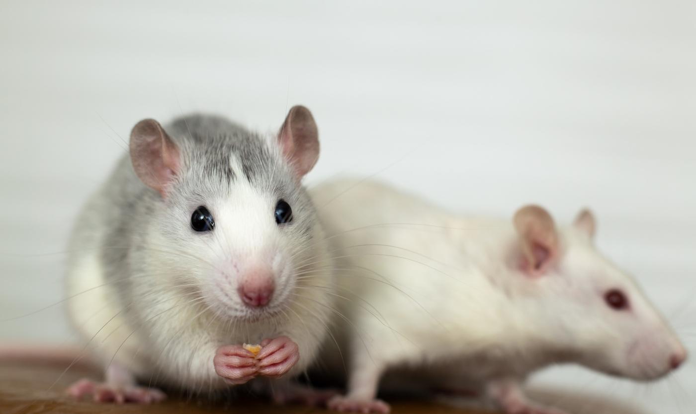 Proefdieren muis