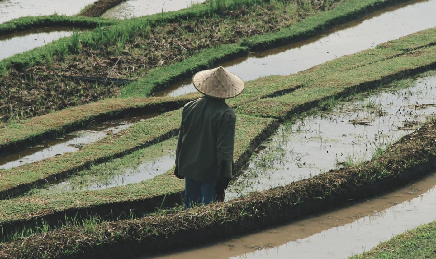 Een man staat in een rijstveld