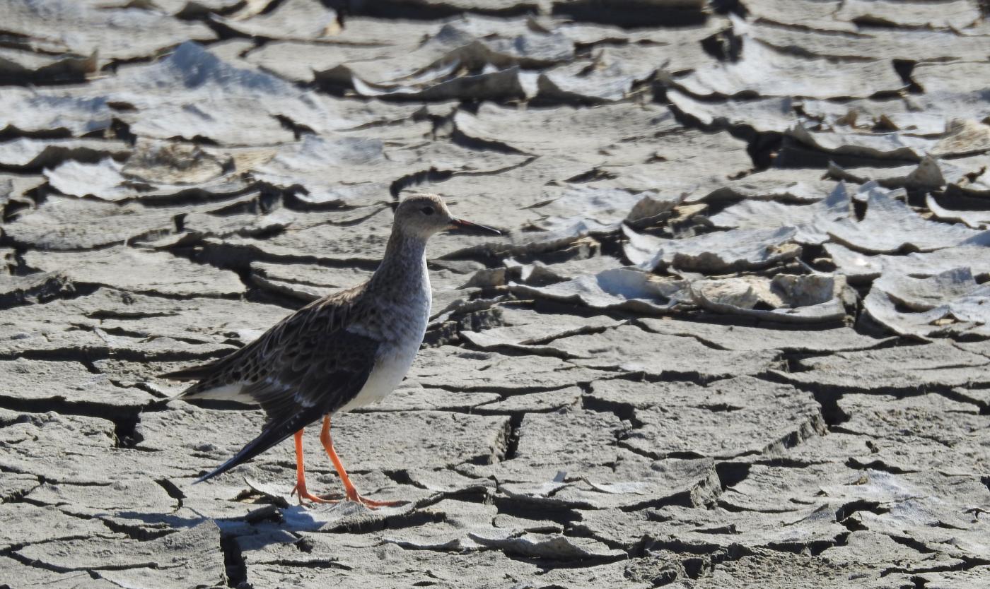 Onbeschermde wetlands zijn even levensnoodzakelijk voor trekvogels als de beschermde