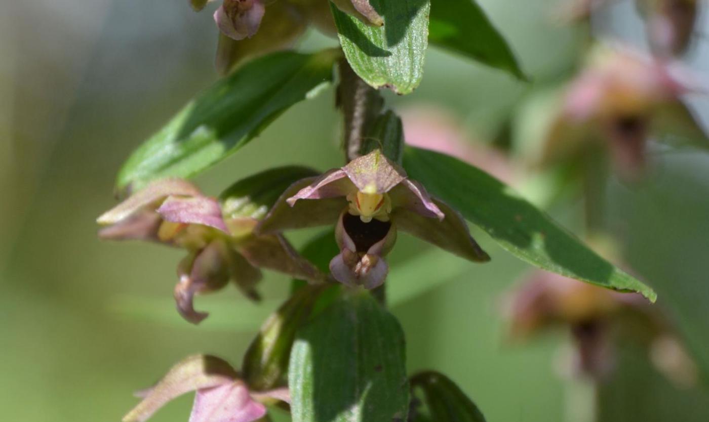 Brede wespenorchis (Epipactis Helleborine) Brede wespenorchis (Epipactis Helleborine) op campus Etterbeek