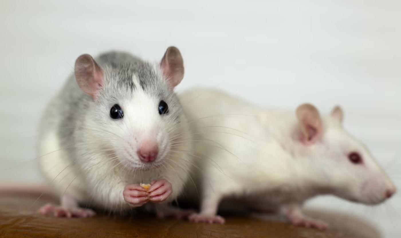 2023_MUIS_RAT_LABO_DIER_PROEF_DIER_PROEFDIER_S1933696727