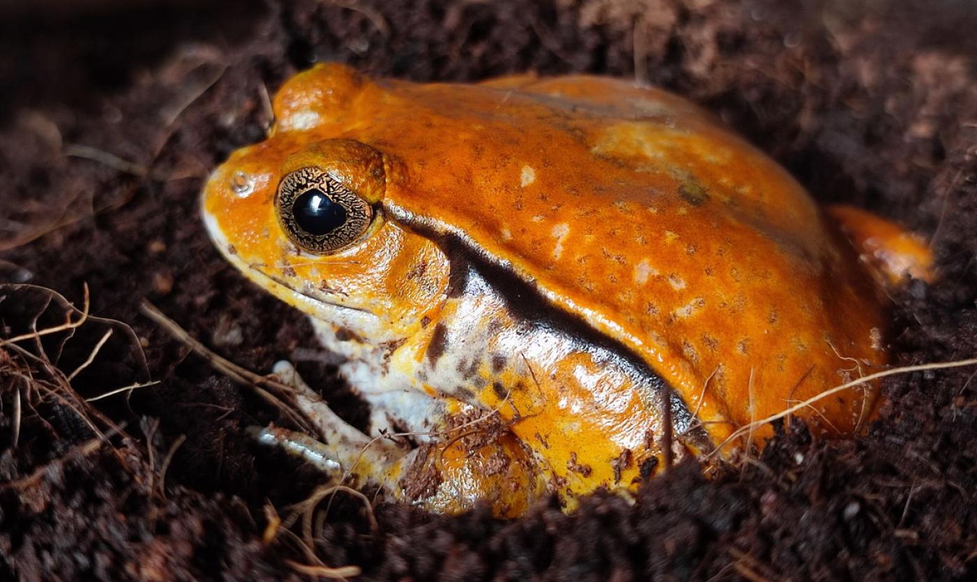 2024_DYSCOPHUS-GUINETI_KIKKER_SHABNAM_ZAMAN_VUB