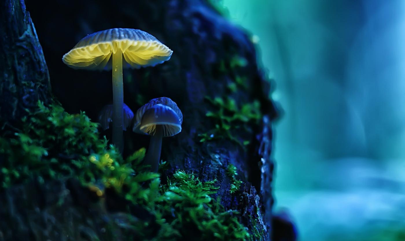 Magic mushrooms