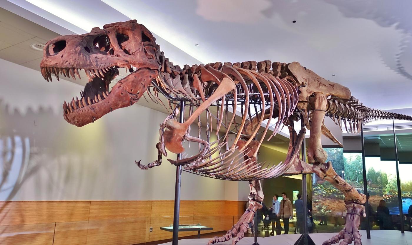Fossiel skelet van een Tyrannosaurus Fossiel skelet van een Tyrannosaurus