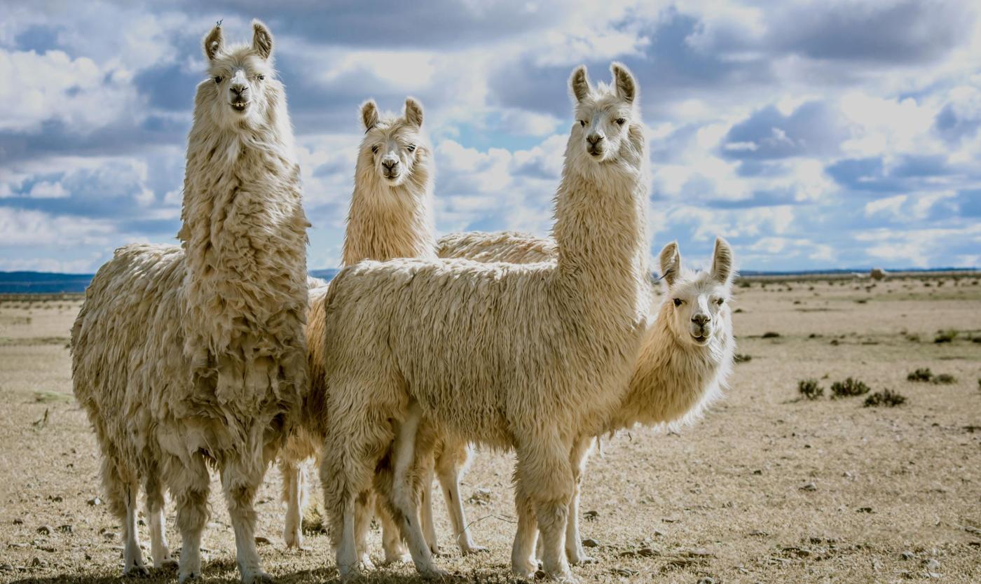 De unieke eigenschappen van lama's kunnen mensen met kanker helpen De unieke eigenschappen van lama's kunnen mensen met kanker helpen