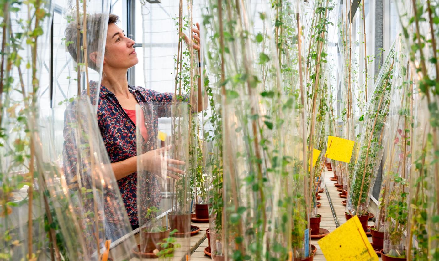 Wild research group