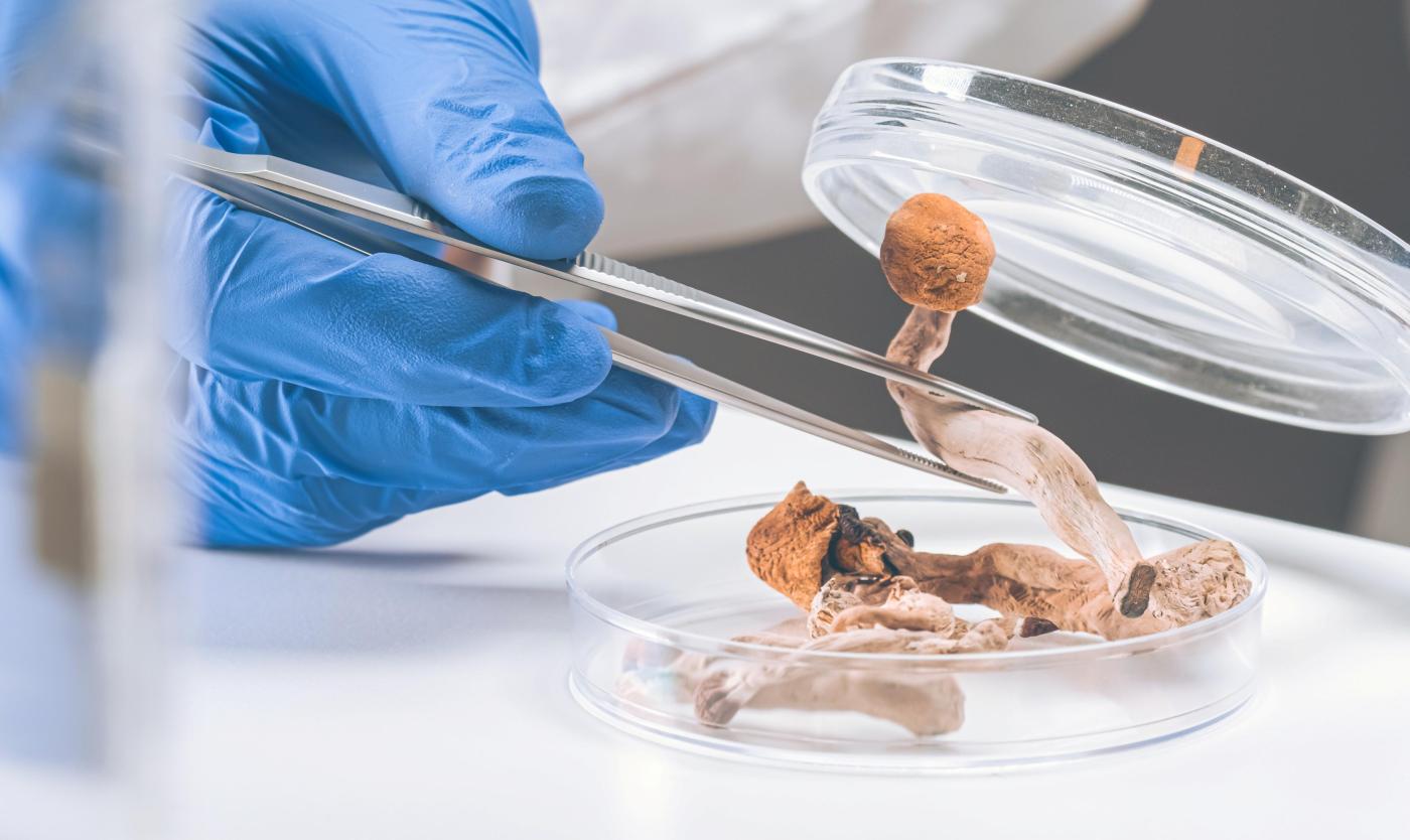 Onderzoeker met blauwe handschoen bestudeert paddenstoel in petrischaal in kader van onderzoek naar psychedelica