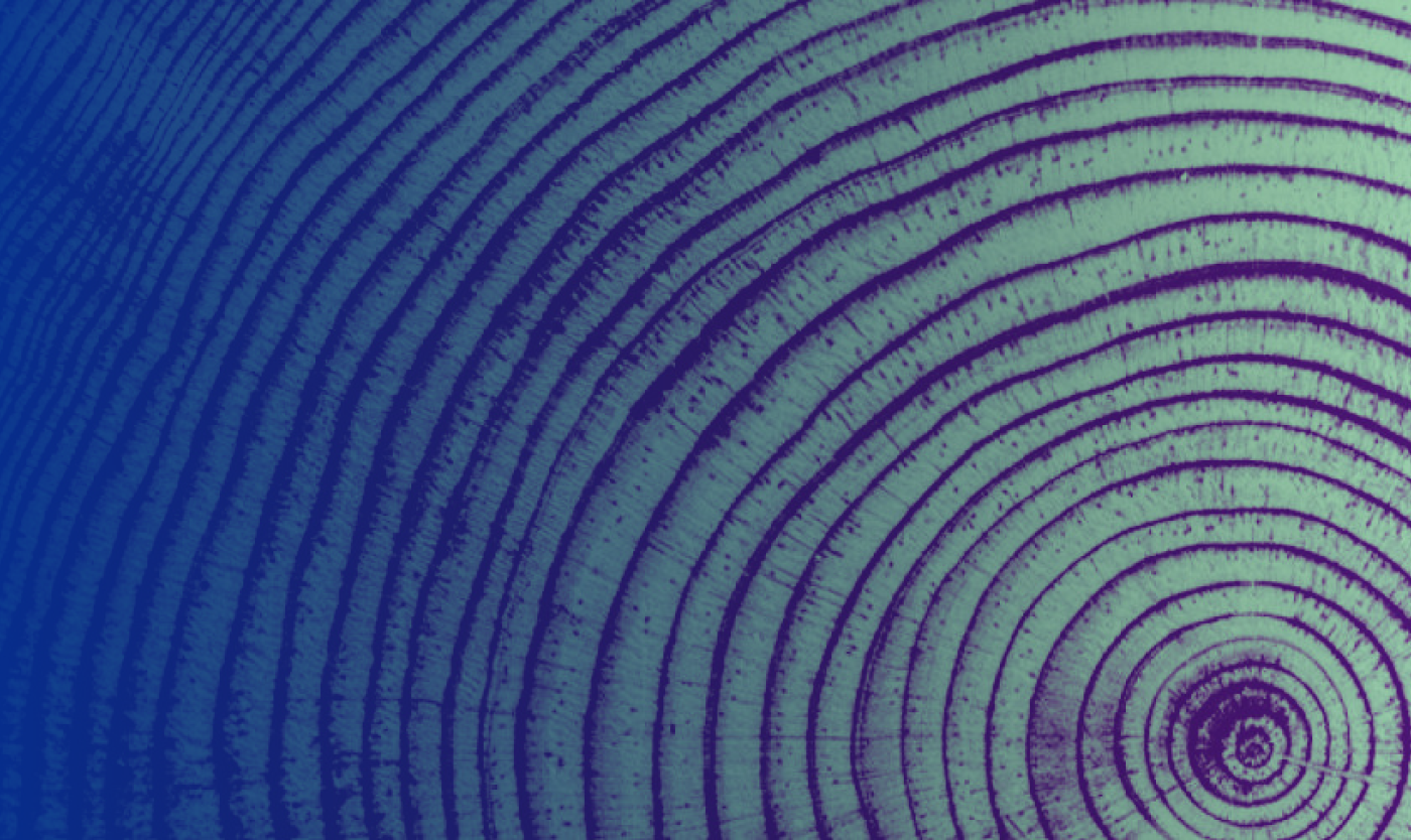 2026_On-the-shoulders-of-ancients_Dendrochronology-Tree