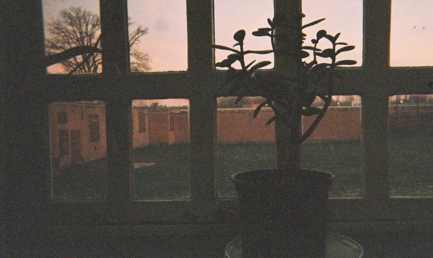 Plant