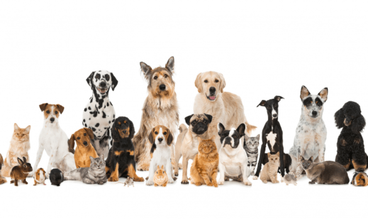 DIEREN.png