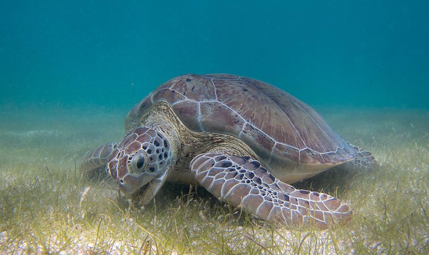 Green_Sea_Turtle_grazing_seagrass.jpg