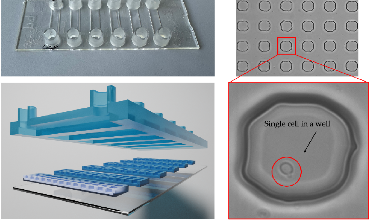 Microfluidic chip.png