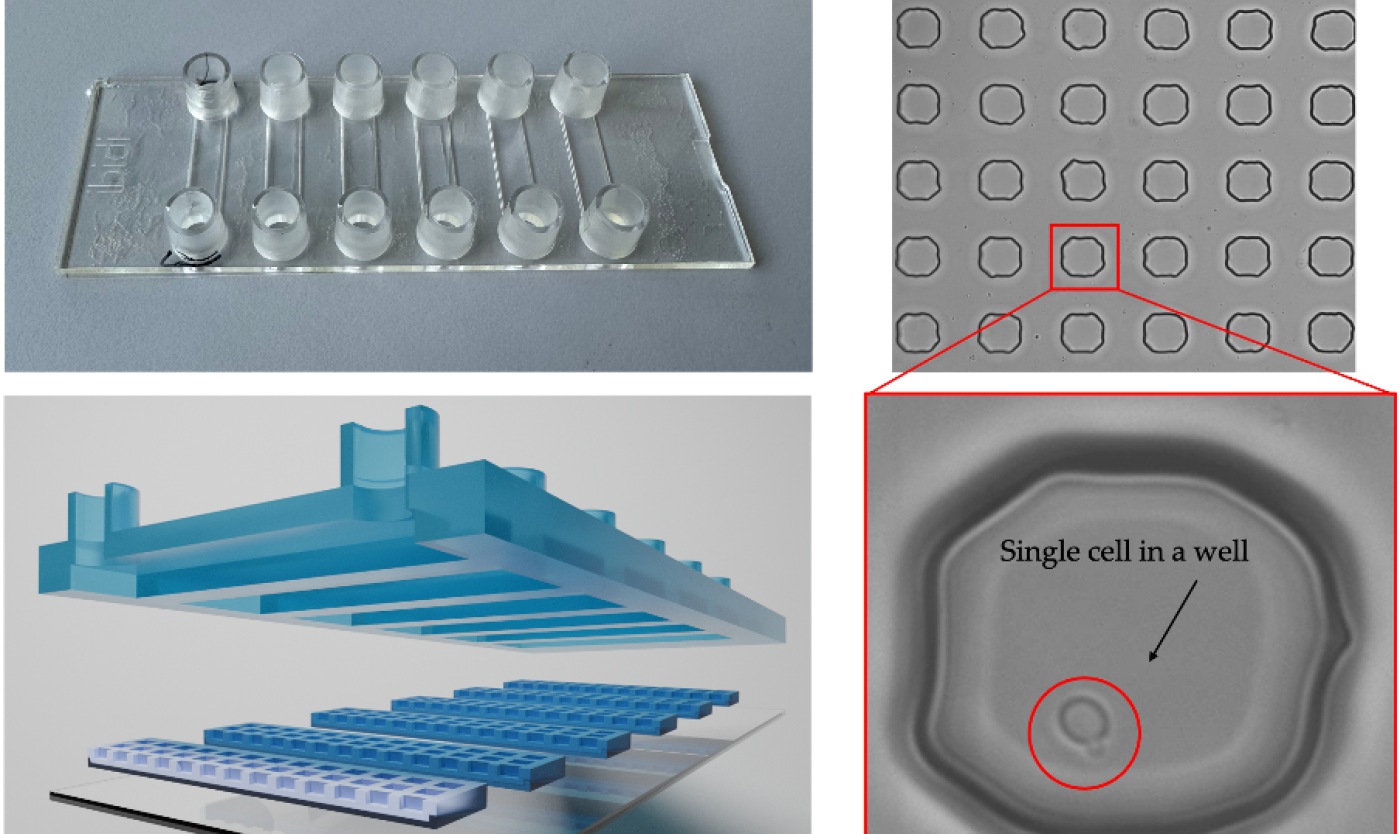 Microfluidic chip.png