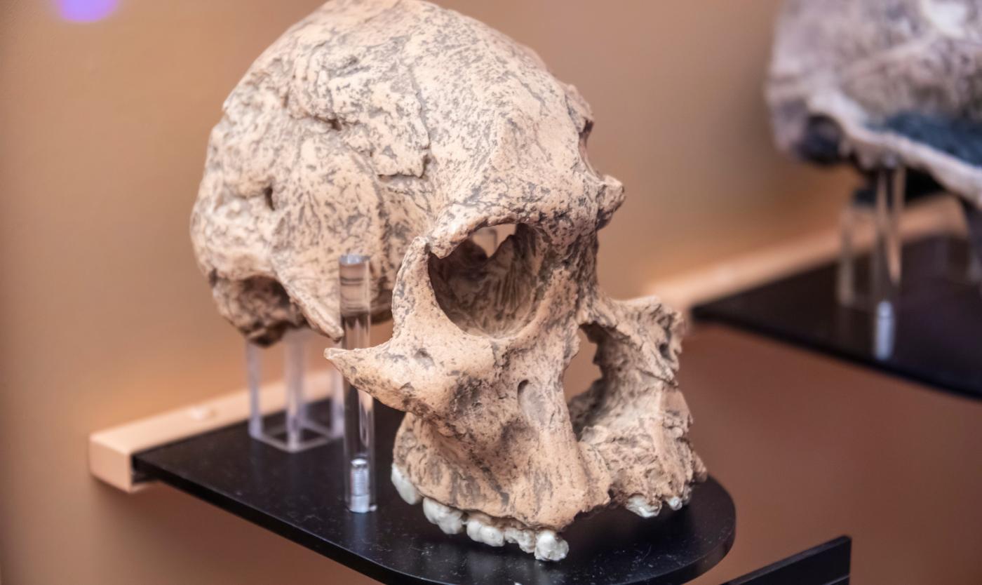 australopethicus africanus sterkfon,tein.jpg