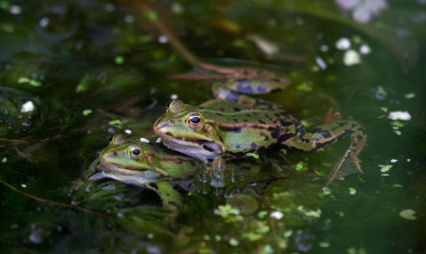 vtom WIS Wu-Juan Ma header.jpg