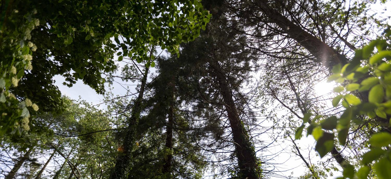 2022_Living Campus Walk_Bomen op de campus_Etterbeek_VUB