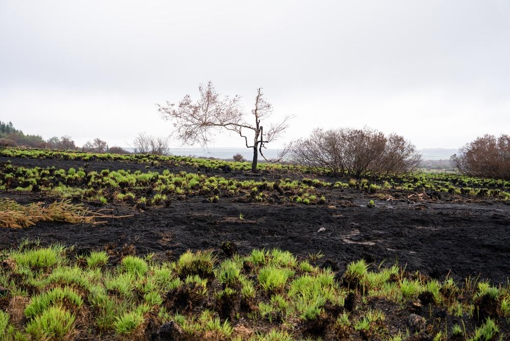 Verbrande heide in de Hoge Venen