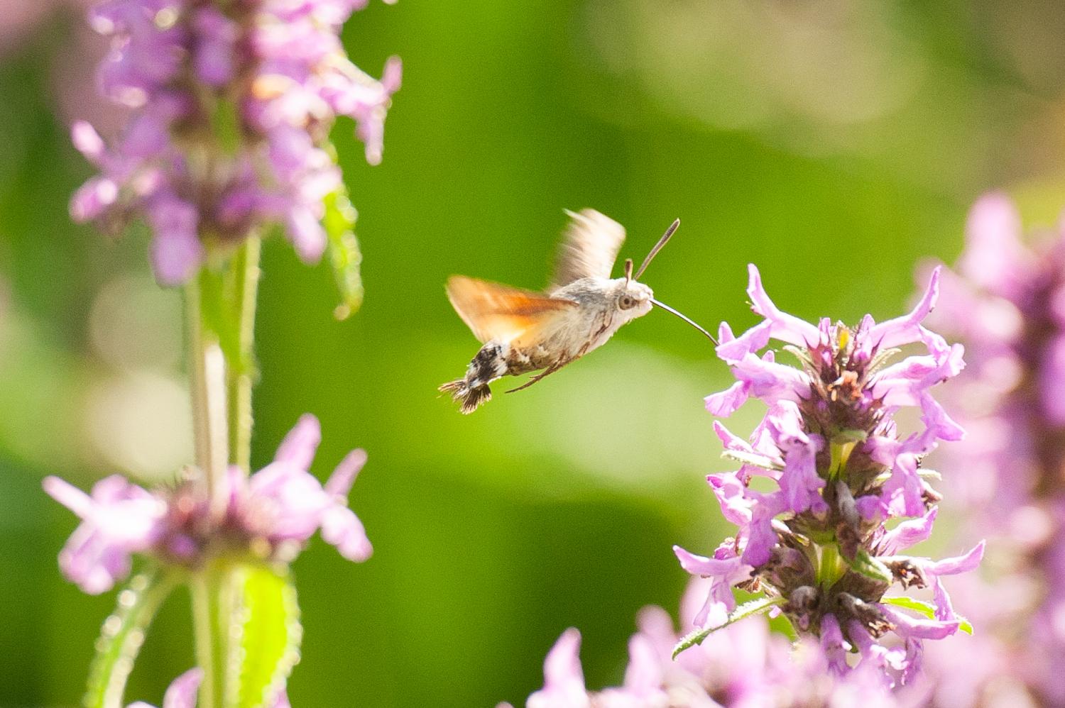 3. Hummingbird hawk-moth.jpg