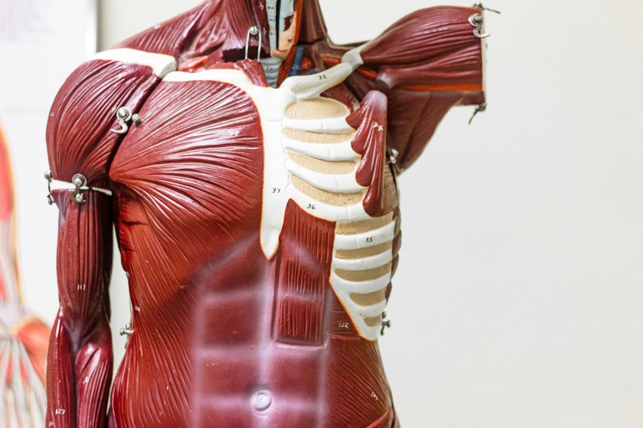 Anatomie van een lichaam Anatomie van een lichaam