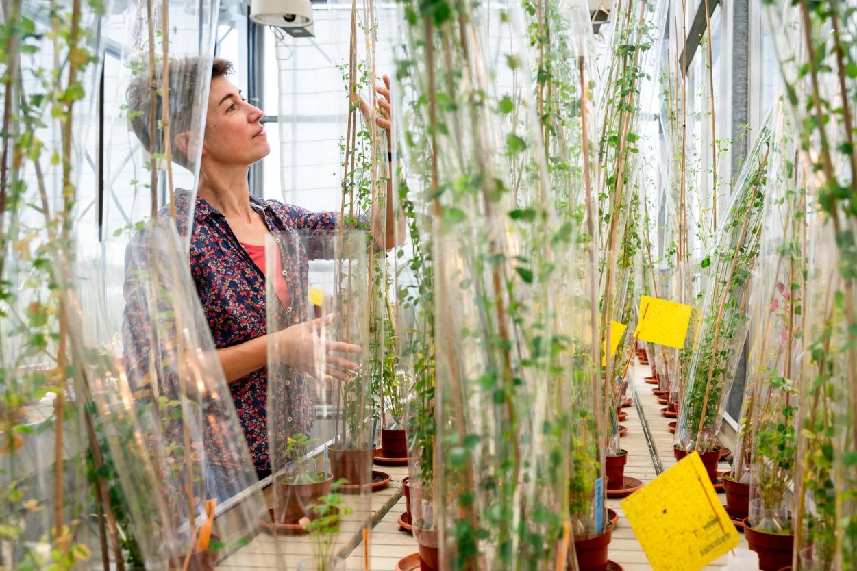 Wild research group