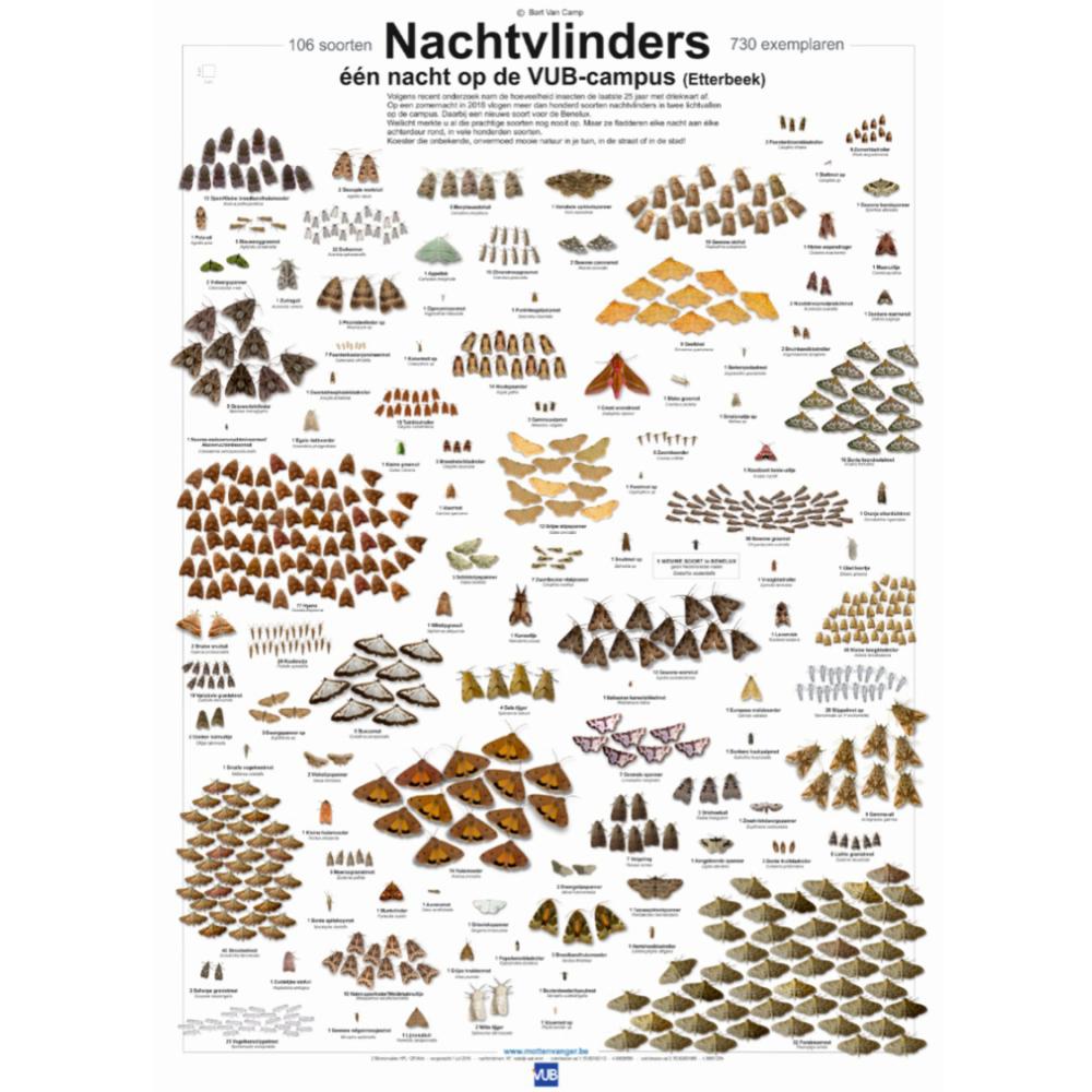 2022_Living Campus Walk_Highlight_Nachtvlinders geobserveerd na één telnacht op VUB_Etterbeek_VUB 2022_Living Campus Walk_Highlight_Nachtvlinders geobserveerd na één telnacht op VUB_Etterbeek_VUB