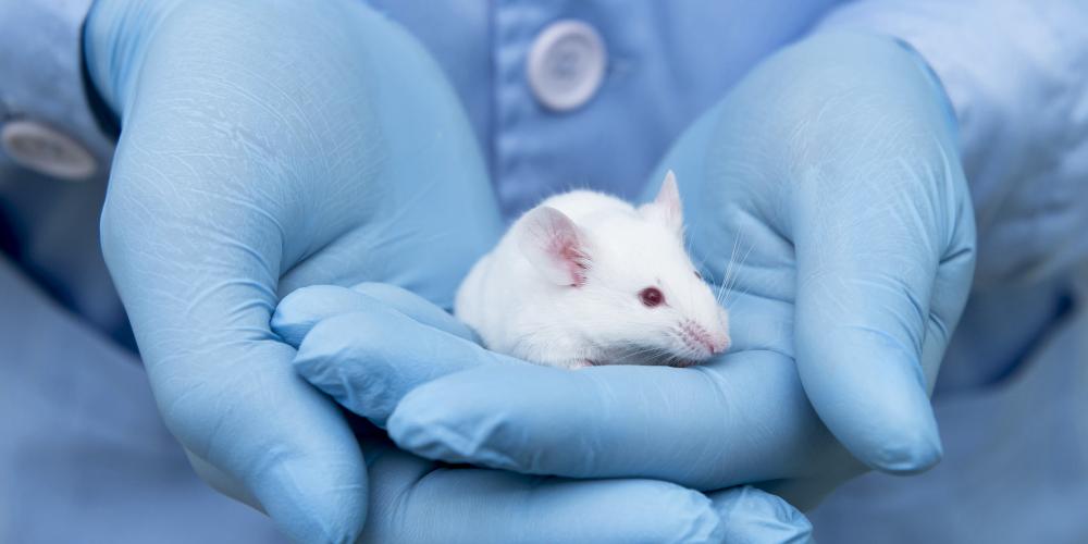 Welzijn dierproeven muis Welzijn dierproeven muis