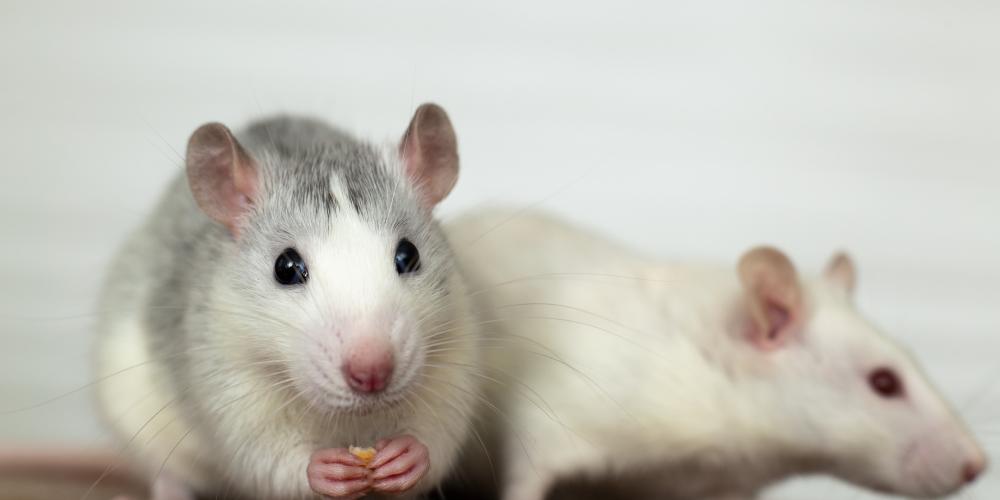 Proefdieren muis Proefdieren muis