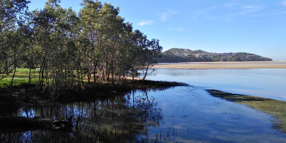 Mangrove in South-Africa