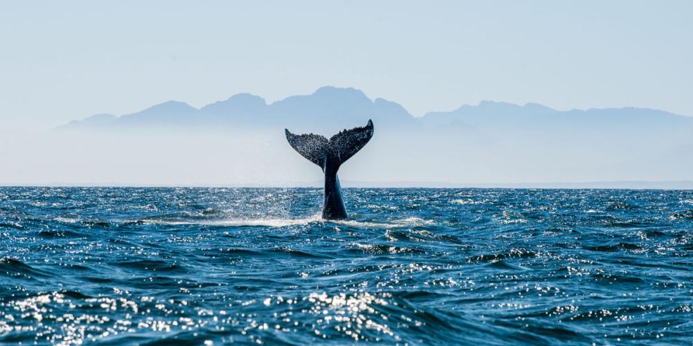2023_WALVIS_STAART_OCEAAN_S548729362 2023_WALVIS_STAART_OCEAAN_S548729362