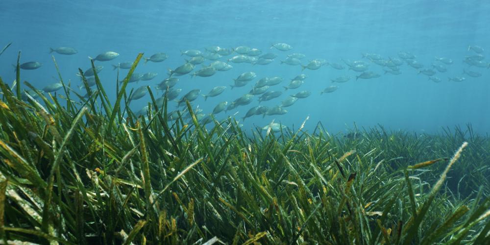 2023_Zeegrassen_Zee_Oceaan_Water_onder_water_kust_zeedieren_vissen_S1041173515 2023_Zeegrassen_Zee_Oceaan_Water_onder_water_kust_zeedieren_vissen_S1041173515