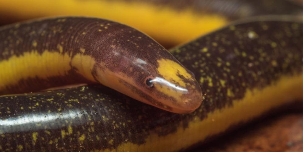 2023_WORMSALAMANDER_ONDERZOEK_AMFIBIEËN_MARCO_MANCUSO 2023_WORMSALAMANDER_ONDERZOEK_AMFIBIEËN_MARCO_MANCUSO