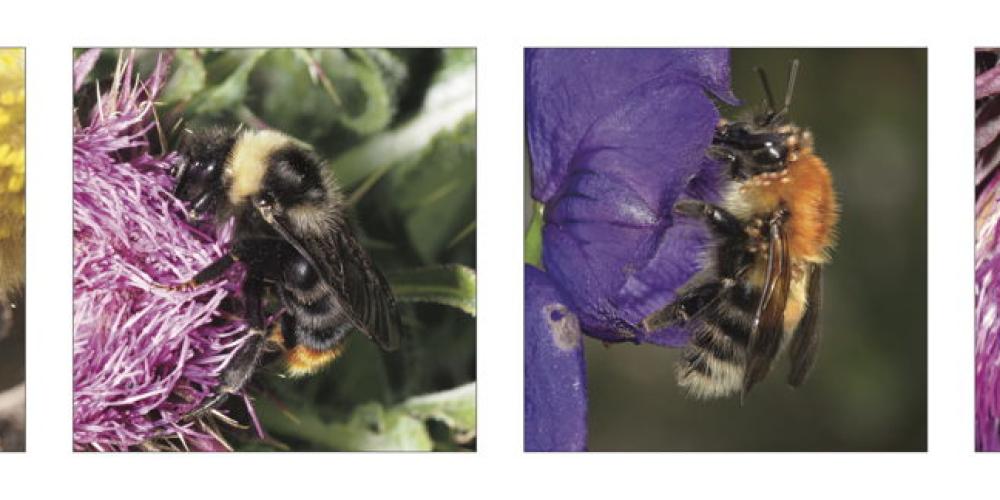2023_HOMMELS_HOMMEL_BIJEN_BIJ_PIERRE_RASMONT 2023_HOMMELS_HOMMEL_BIJEN_BIJ_PIERRE_RASMONT
