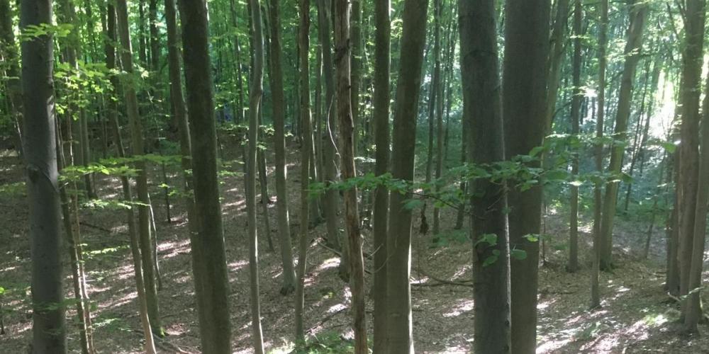 2023_ZONIENWOUD_ZONIEN_BOS_PIETER_RODTS_VUB