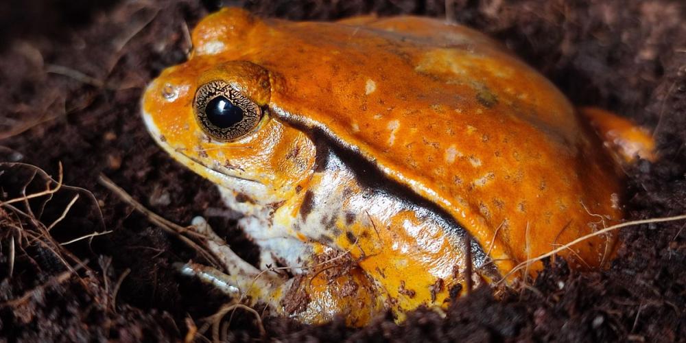 2024_DYSCOPHUS-GUINETI_KIKKER_SHABNAM_ZAMAN_VUB