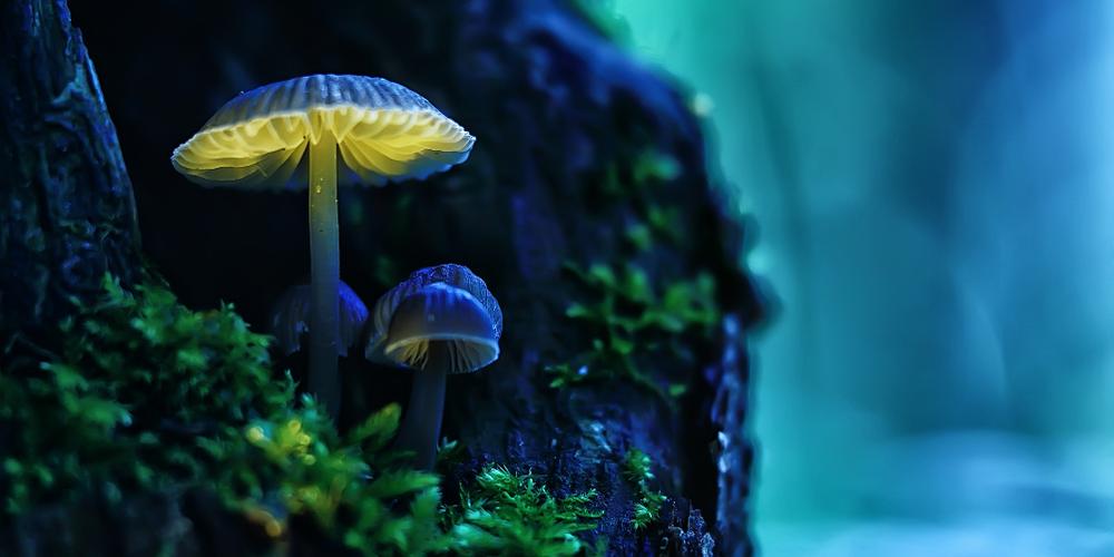 Magic mushrooms