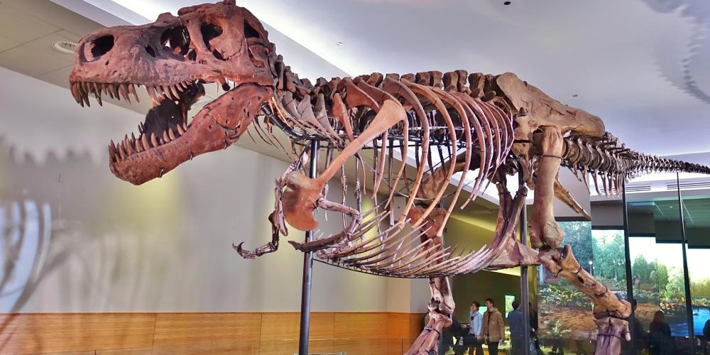 Fossiel skelet van een Tyrannosaurus