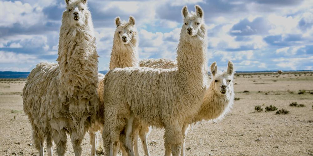 De unieke eigenschappen van lama's kunnen mensen met kanker helpen De unieke eigenschappen van lama's kunnen mensen met kanker helpen