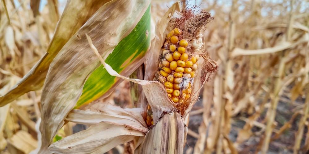 Uitgedroogde maiskolf
