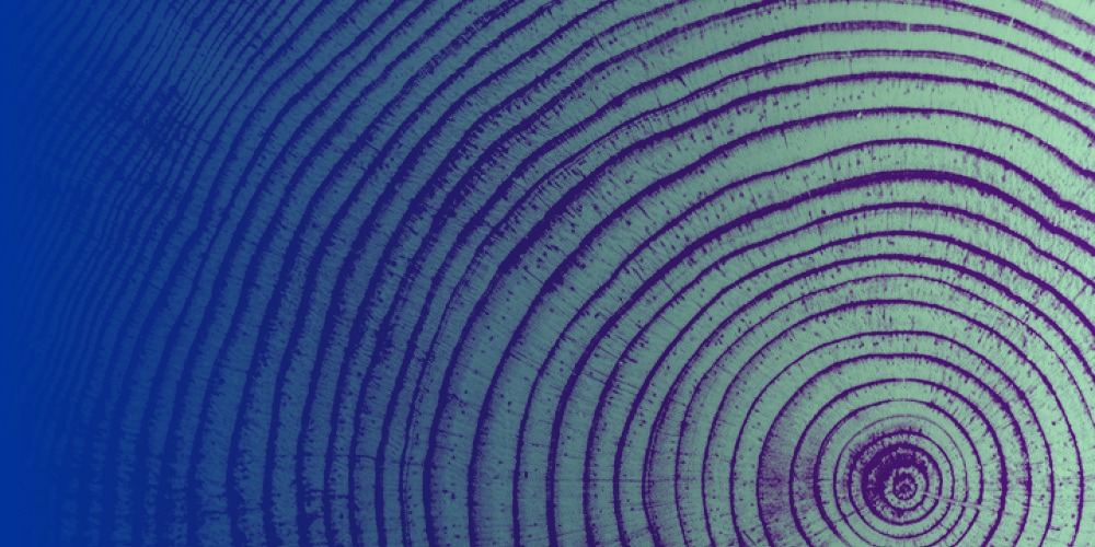 2026_On-the-shoulders-of-ancients_Dendrochronology-Tree