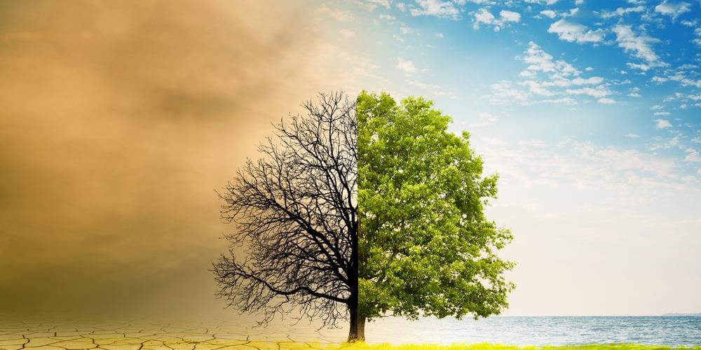 Klimaat boom