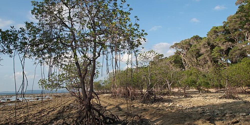 Andaman_Islands,_Neil,_Mangrove_trees.jpg