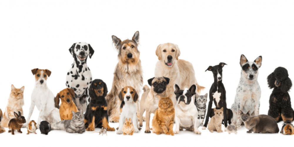 DIEREN.png