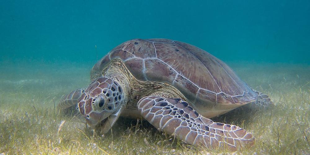 Green_Sea_Turtle_grazing_seagrass.jpg