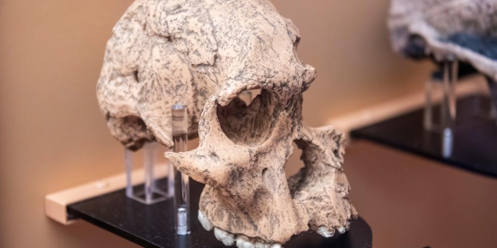 australopethicus africanus sterkfon,tein.jpg