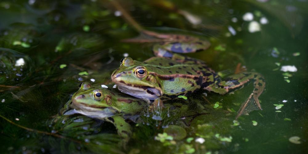 vtom WIS Wu-Juan Ma header.jpg